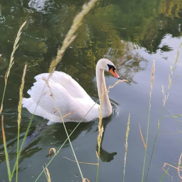Nederweert De Vliegende Vlinder Bed & Breakfast エクステリア 写真