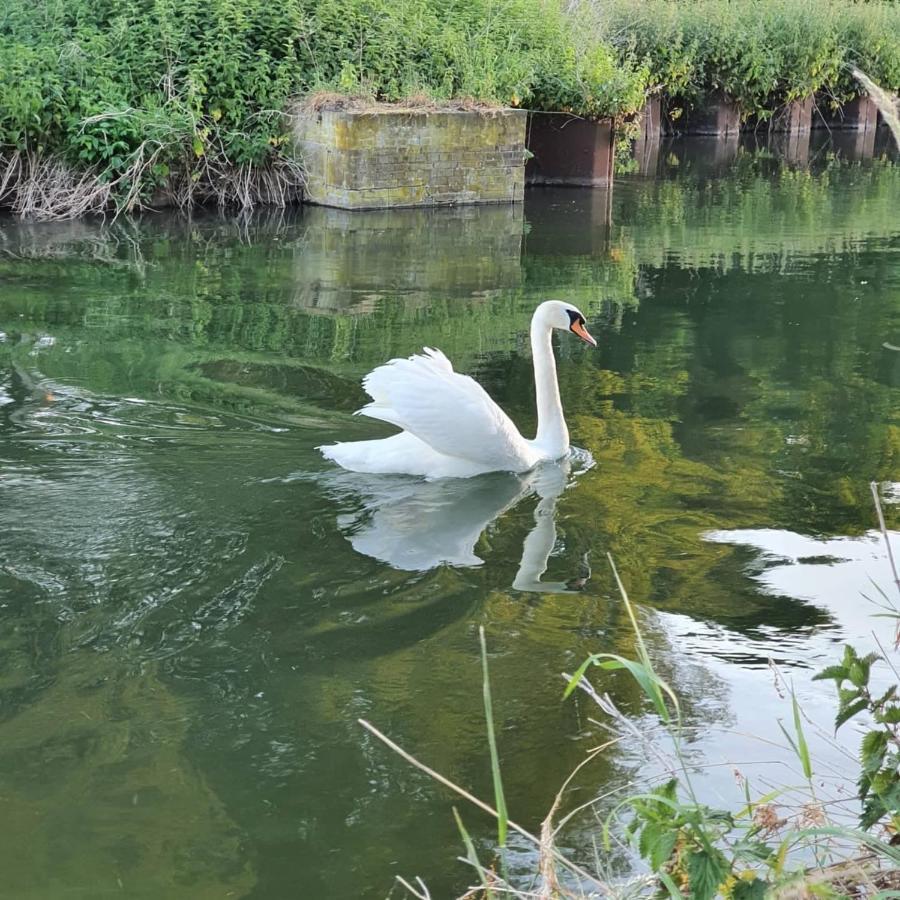 Nederweert De Vliegende Vlinder Bed & Breakfast エクステリア 写真