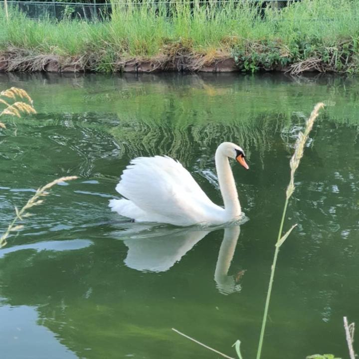 Nederweert De Vliegende Vlinder Bed & Breakfast エクステリア 写真