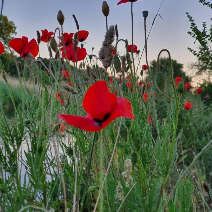 Nederweert De Vliegende Vlinder Bed & Breakfast エクステリア 写真