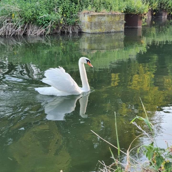 Nederweert De Vliegende Vlinder Bed & Breakfast エクステリア 写真